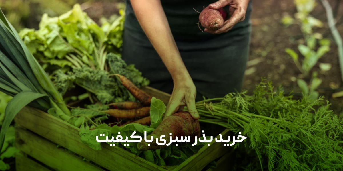 خرید بذر سبزی با کیفیت