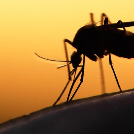 شناسایی ۲۷۰ بیمار مبتلا به مالاریا در بلوچستان